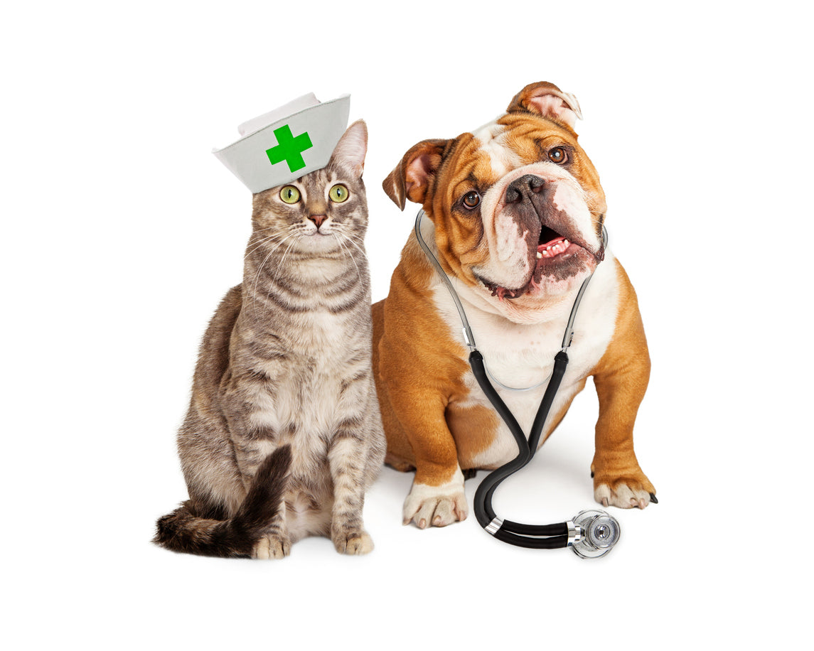 Nurse cat and Doctor dog