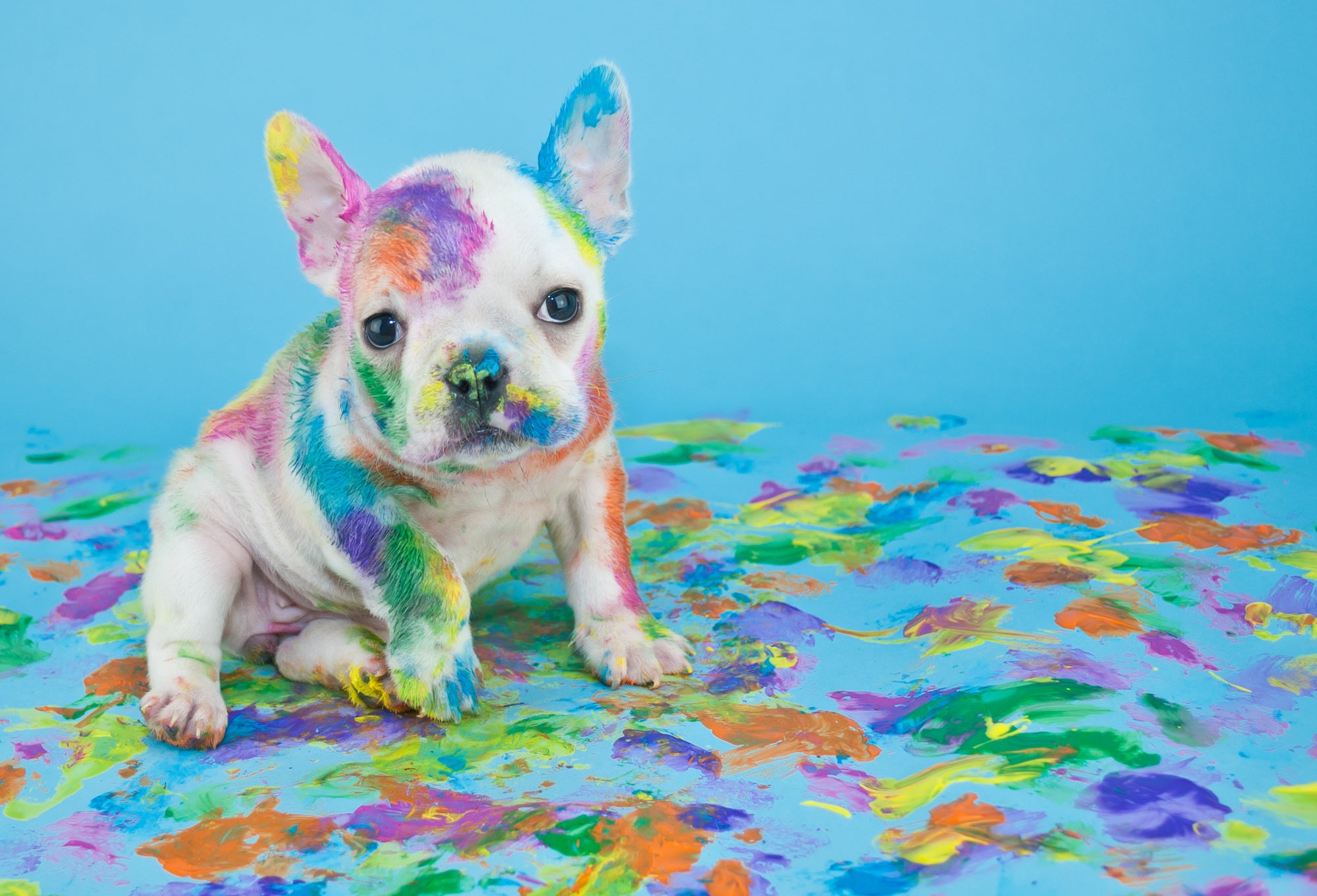 painted puppy